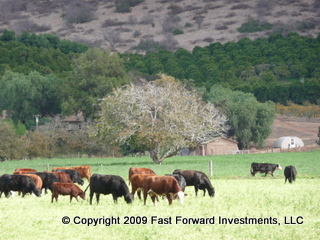 cows outside